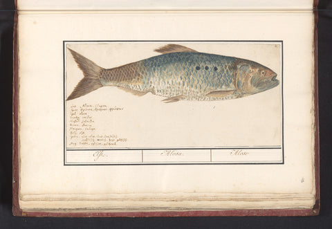 Shad (Alosa alosa), Anselm Boetius de Boodt, 1596 - 1610 Canvas Print