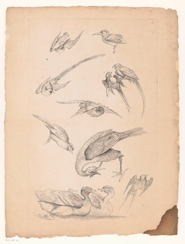 Eleven Chinese birds, including ducks and psittaciformes, Gabriel Huquier (attributed to), 1742 - 1750 Canvas Print