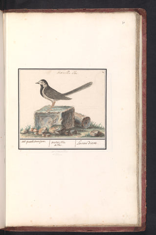 White wagtail (Motacilla alba), Anselm Boëtius de Boodt, 1596 - 1610 Canvas Print