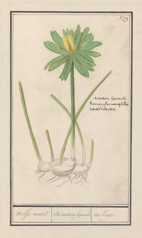 Winter aconite (Eranthis hyemalis), Anselm Boëtius de Boodt, 1596 - 1610 Canvas Print