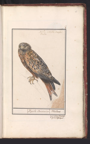 Red kite (Milvus milvus), Anselm Boetius de Boodt, 1596 - 1610 Canvas Print