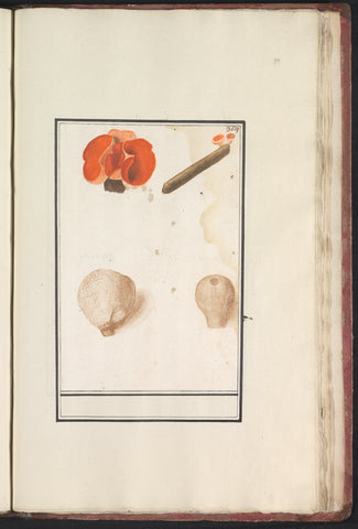 Bovist (Bovista) and red cup fungus (Sarcoscypha coccinea), Anselm Boëtius de Boodt, 1596 - 1610 Canvas Print