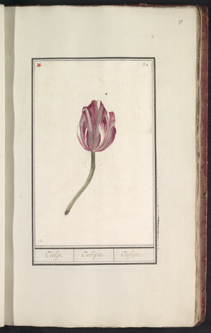 Tulipa, anonymous, 1796 - 1814 Canvas Print