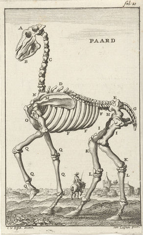 Skeleton of a horse, Jan Luyken, 1680 Canvas Print