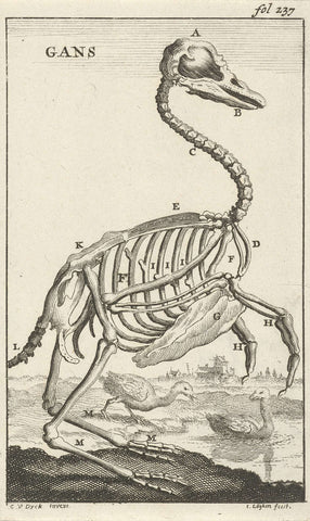 Skeleton of a Goose, Jan Luyken, 1680 Canvas Print