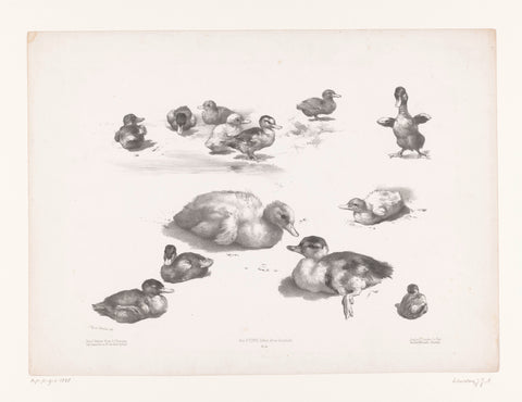 Studies of ducks and ducklings, Jules Joseph Augustin Laurens, 1865 - 1878 Canvas Print