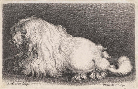 White dog, Wenceslaus Hollar, 1649 Canvas Print