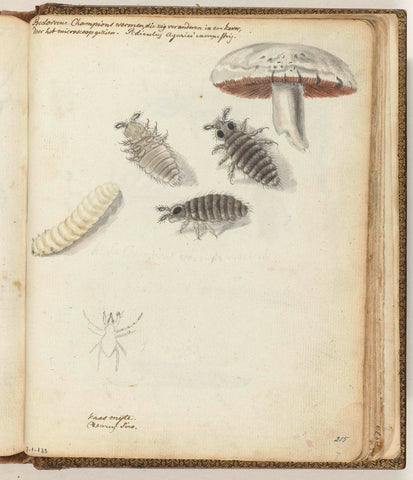 Mushroomworm, Jan Brandes, 1770 - 1787 Canvas Print