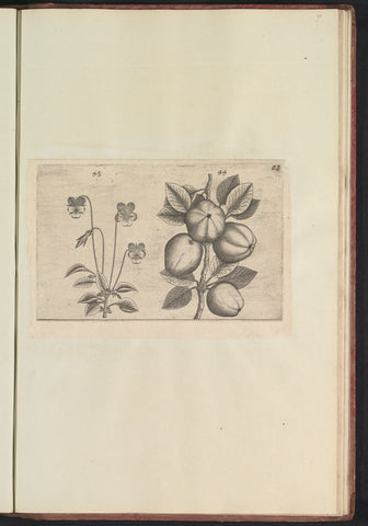 Tricolor violet (Viola tricolor) and apple (Malus pumila), anonymous, 1640 Canvas Print