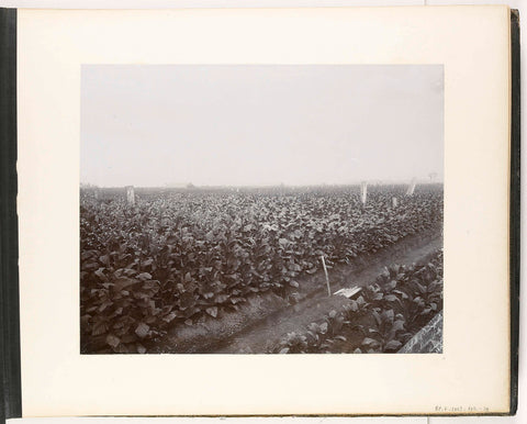 View of the rows of sown trees at Soengei Dirki Sumatra (Saatbaüme Soengei Dirki), Stafhell & Kleingrothe, c. 1890 - 1900 Canvas Print