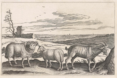 Buck and sheep, Adriaen Collaert, 1628 - 1679 Canvas Print