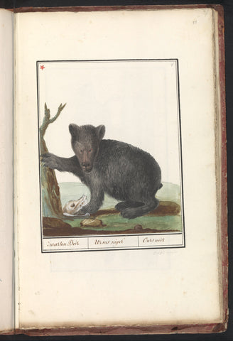 Black bear (Ursus), anonymous, 1790 - 1814 Canvas Print