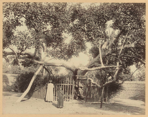 Tree of the Virgin Mary, Pascal Sébah, c. 1888 - c. 1898 Canvas Print