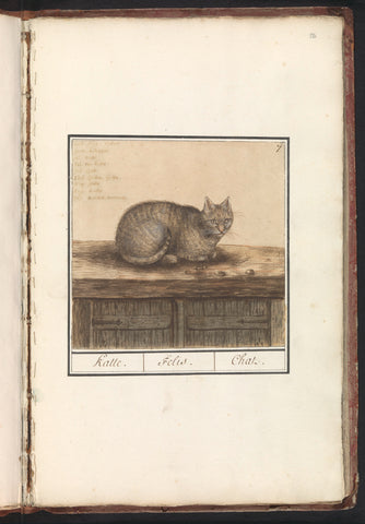 Kat (Felis catus), Anselm Boëtius de Boodt, 1596 - 1610 Canvas Print