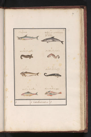 Leaf with eight different fish, Anselm Boëtius de Boodt, 1596 - 1610 Canvas Print