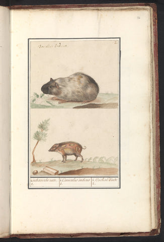 Guinea pig (Cavia porcellus) and pig, Anselmus Boëtius de Boodt, 1596 - 1610 Canvas Print