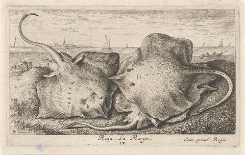 Three rays on the beach, Albert Flamen, 1664 Canvas Print