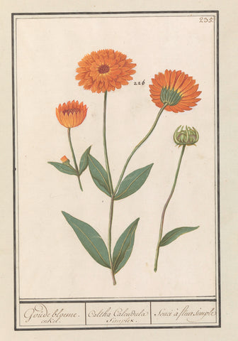 Marigold (Calendula), Anselm Boetius de Boodt, 1596 - 1610 Canvas Print