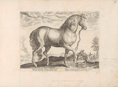 Horse from Calabria, anonymous, 1624 - before 1648 Canvas Print