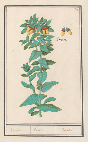 Cerinthe (Cerinthe major), Anselm Boëtius de Boodt, 1596- 1610 Canvas Print