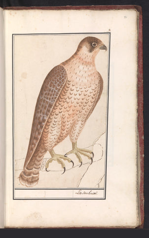 Saker Falcon, Anselm Boetius de Boodt, 1596 - 1610 Canvas Print