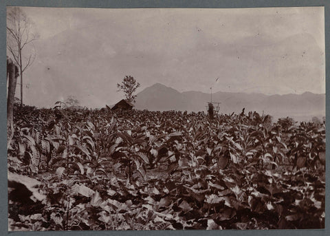 Plantage, anonymous, 1903 - 1913 Canvas Print