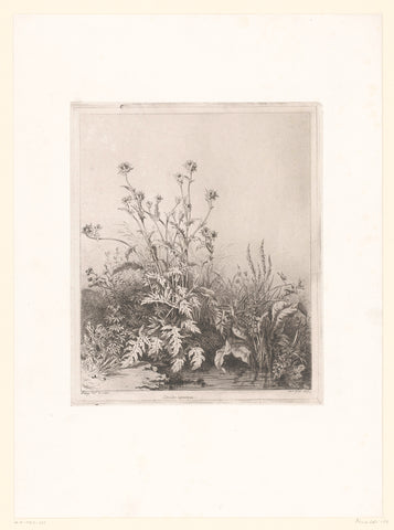 Pool with thistle, Eugène Bléry, 1847 Canvas Print