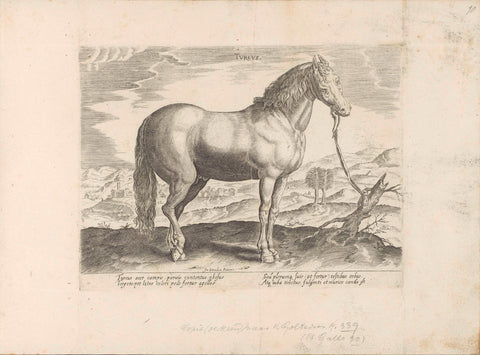 Horse from Turkey, anonymous, 1624 - before 1648 Canvas Print