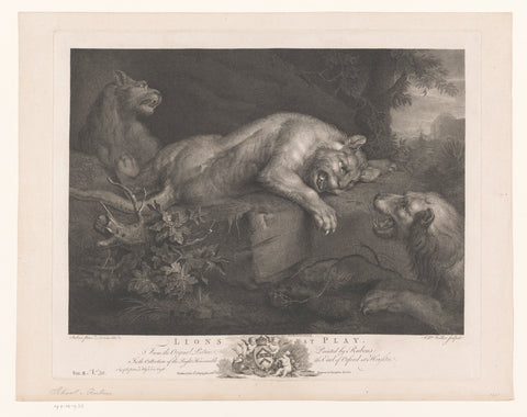 Three Lions playing, William Walker, 1769 Canvas Print