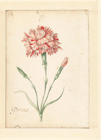 Carnation, Jacob Marrel (possibly), 1624 - 1681 Canvas Print