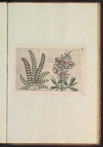 Kleine pimpernel (Sanguisorba minor) and large snapdragon (Antirrhinum majus), anonymous, 1640 Canvas Print