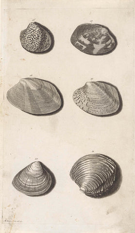 Six shells, Matthijs Balen (1684-1766), 1705 - 1816 Canvas Print