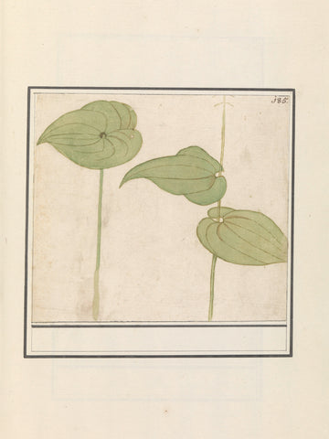 Plant (unknown species), Anselm Boëtius de Boodt, 1596 - 1610 Canvas Print