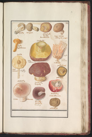 Various mushrooms, Anselmus Boëtius de Boodt, 1596 - 1610 Canvas Print