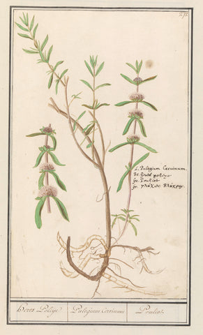 Polei (Mentha pulegium), Anselm Boetius de Boodt, 1596 - 1610 Canvas Print