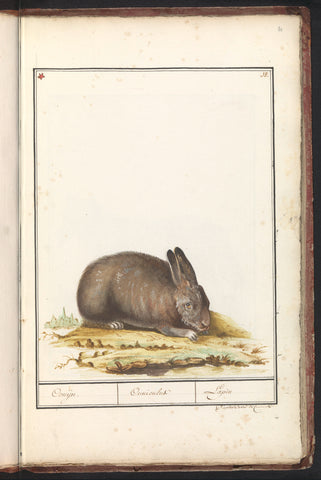 Konijn (Oryctolagus cuniculus), anonymous, 1790 - 1814 Canvas Print