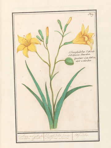 Yellow lily (Lilium), Anselmus Boëtius de Boodt, 1596 - 1610 Canvas Print