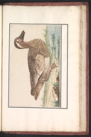 Teal (Anas querquedula), Anselm Boëtius de Boodt, 1596 - 1610 Canvas Print