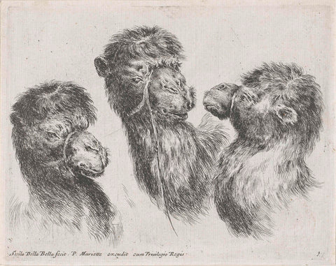 Three camel heads, Stefano della Bella, 1620 - 1664 Canvas Print