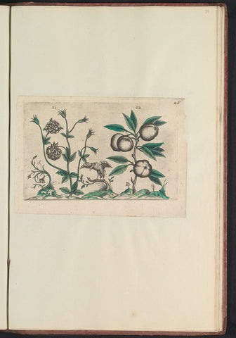 Dubbele akelei (Aquilegia vulgaris) en appel (Malus pumila), anonymous, 1640 Canvas Print