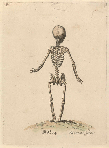 Skeleton, seen from behind, Pieter Feddes van Harlingen, 1614 Canvas Print