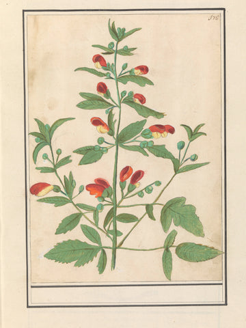 Plant with red-yellow flowers (unknown species), Anselm Boëtius de Boodt, 1596 - 1610 Canvas Print