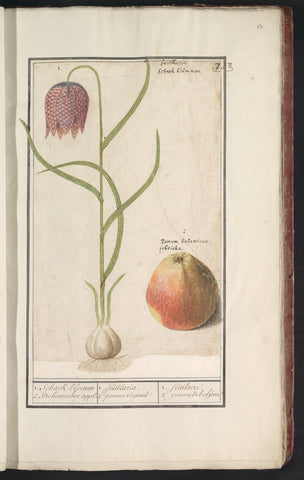 Lapwing flower (Fritillaria meleagris) and an apple, Anselm Boëtius de Boodt, 1596 - 1610 Canvas Print