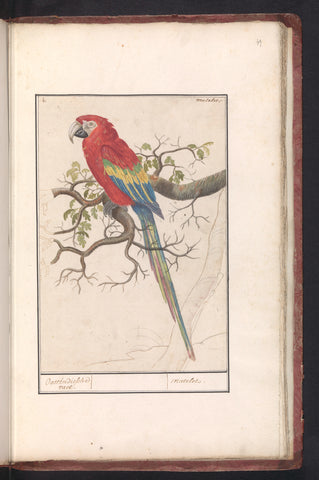 Scarlet Macaw (Ara macao), Anselm Boetius de Boodt, 1596 - 1610 Canvas Print