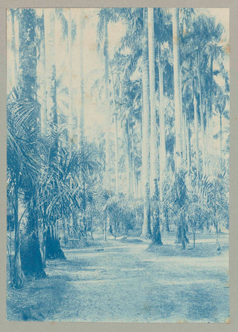 Palmentuin, Paramaribo, Hendrik Doijer (attributed to), 1906 - 1913 Canvas Print