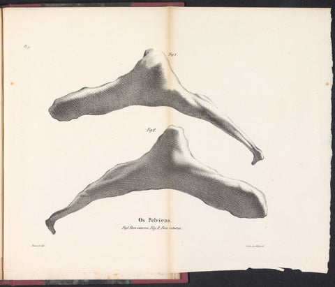 Hip bone of de whale, 1827, Bossuet, 1828 Canvas Print