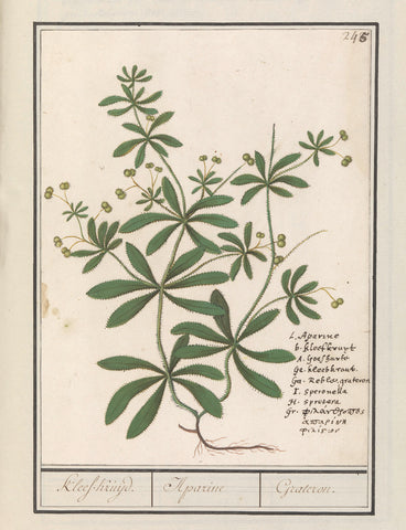 Cleaver (Galium aparin), Anselm Boëtius de Boodt, 1596 - 1610 Canvas Print