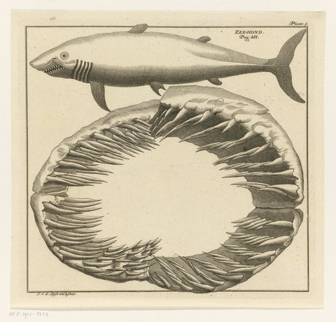 Shark and shark teeth, Johannes van der Spyck, 1736 - 1761 Canvas Print