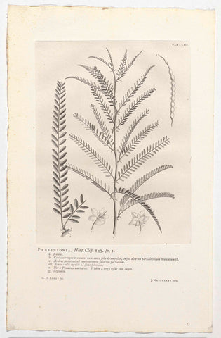 Parkinsonia aculeata, Jan Wandelaar, 1738 Canvas Print