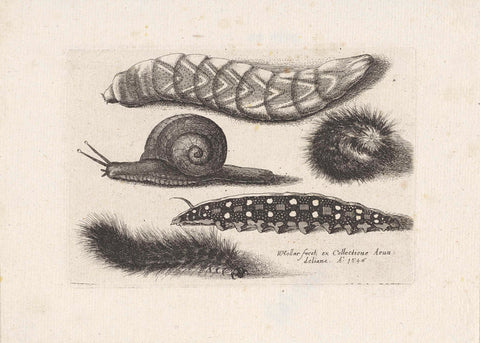 Caterpillars and a snail, Wenceslaus Hollar, 1646 Canvas Print